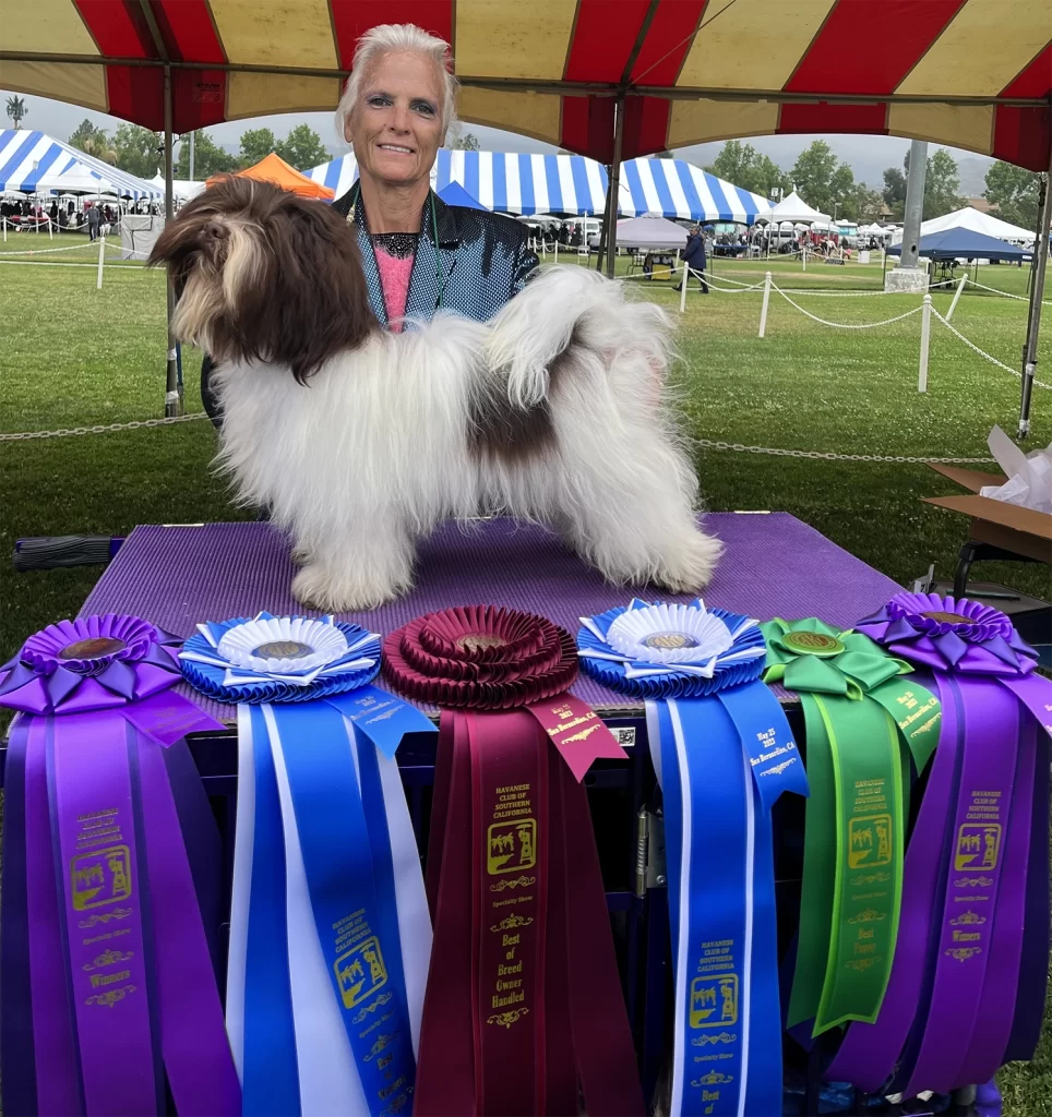 AKC Champion Havanese Southern California