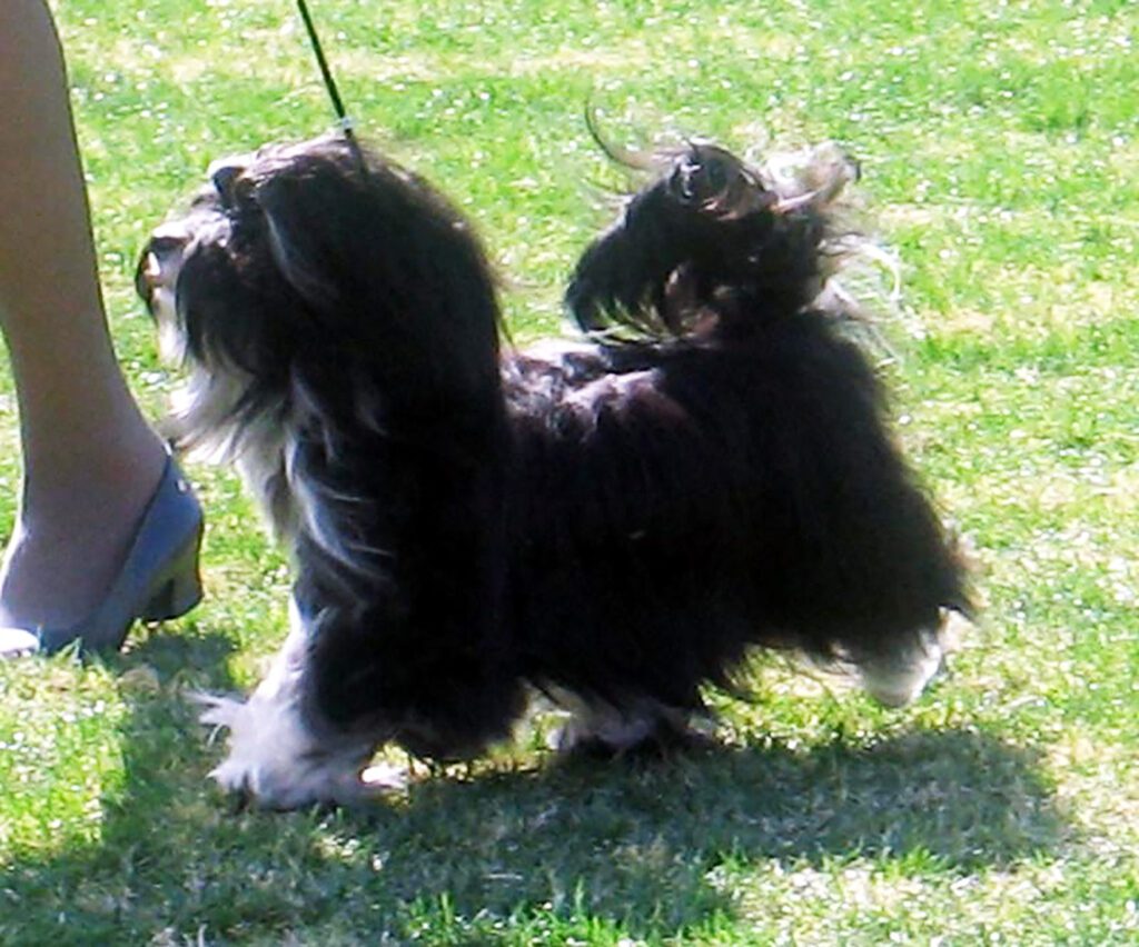 Black and White Champion Havanese Stud Dog in California