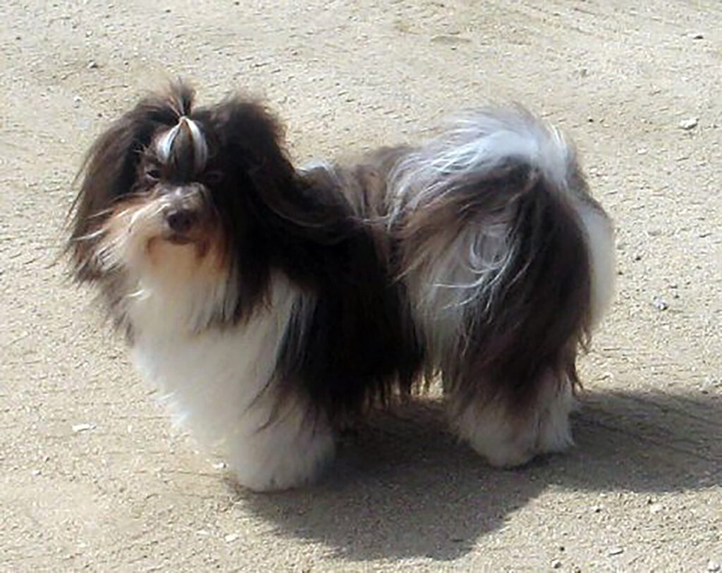 Chocolate and White Champion Chocolate Havanese Stud Dog in California