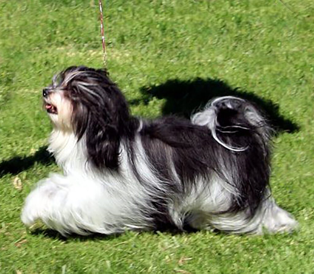 Champion Havanasilk’s One Singular Sensation - Havanese Female