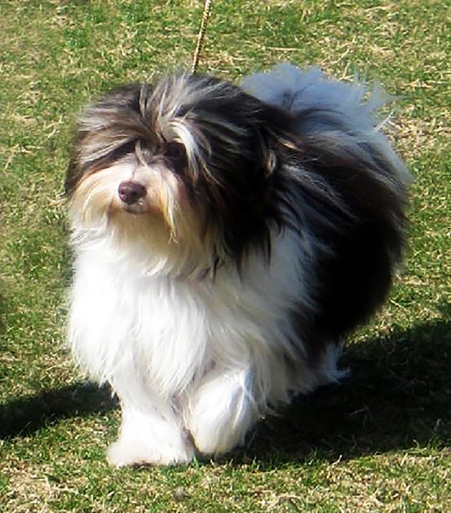 Champion Havanasilk Sweet Chocolate Moonshine - Chocolate Havanese Female