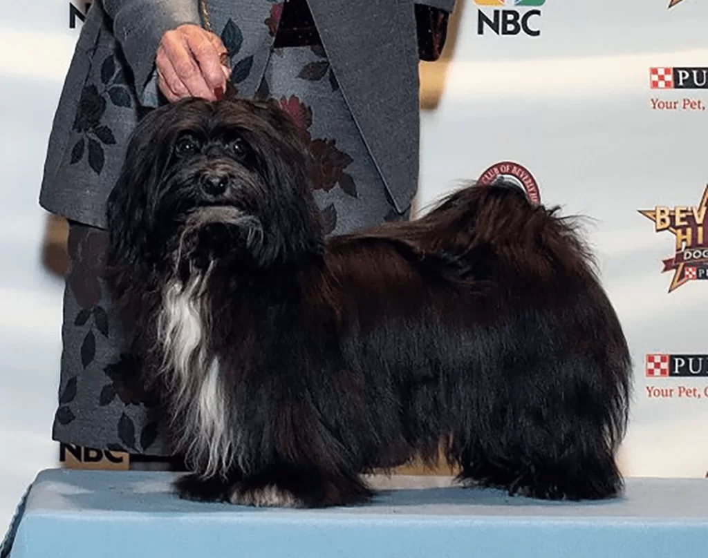 Xedo black and white male Havanese in California