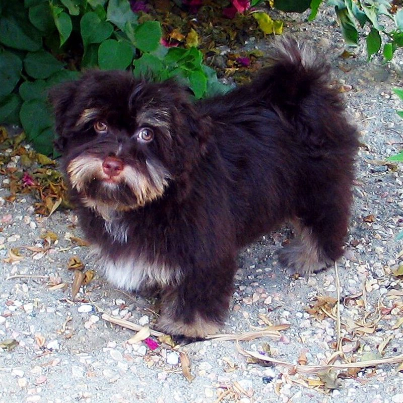 Burgundy Chocolate Havanese in Southern California