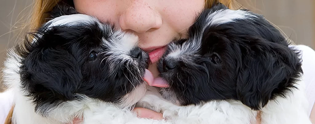 Havanese puppies for sale in Southern California and Arizona