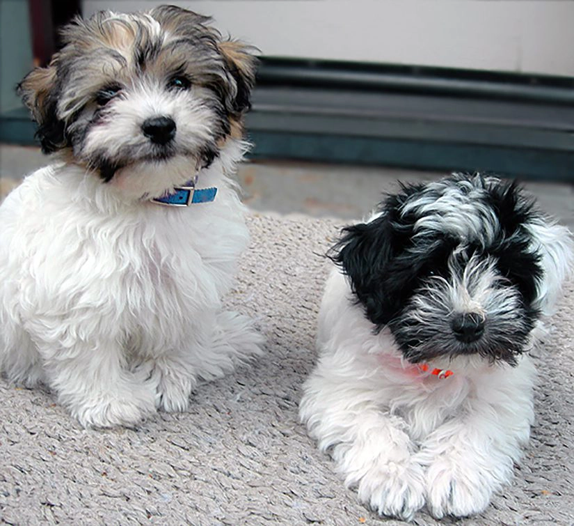 Havanese puppies for sale in Southern California and Arizona