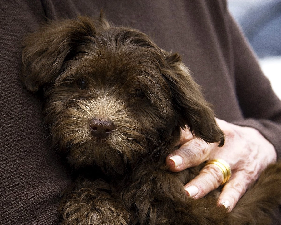 Dark Chocolate Havanese in Southern California