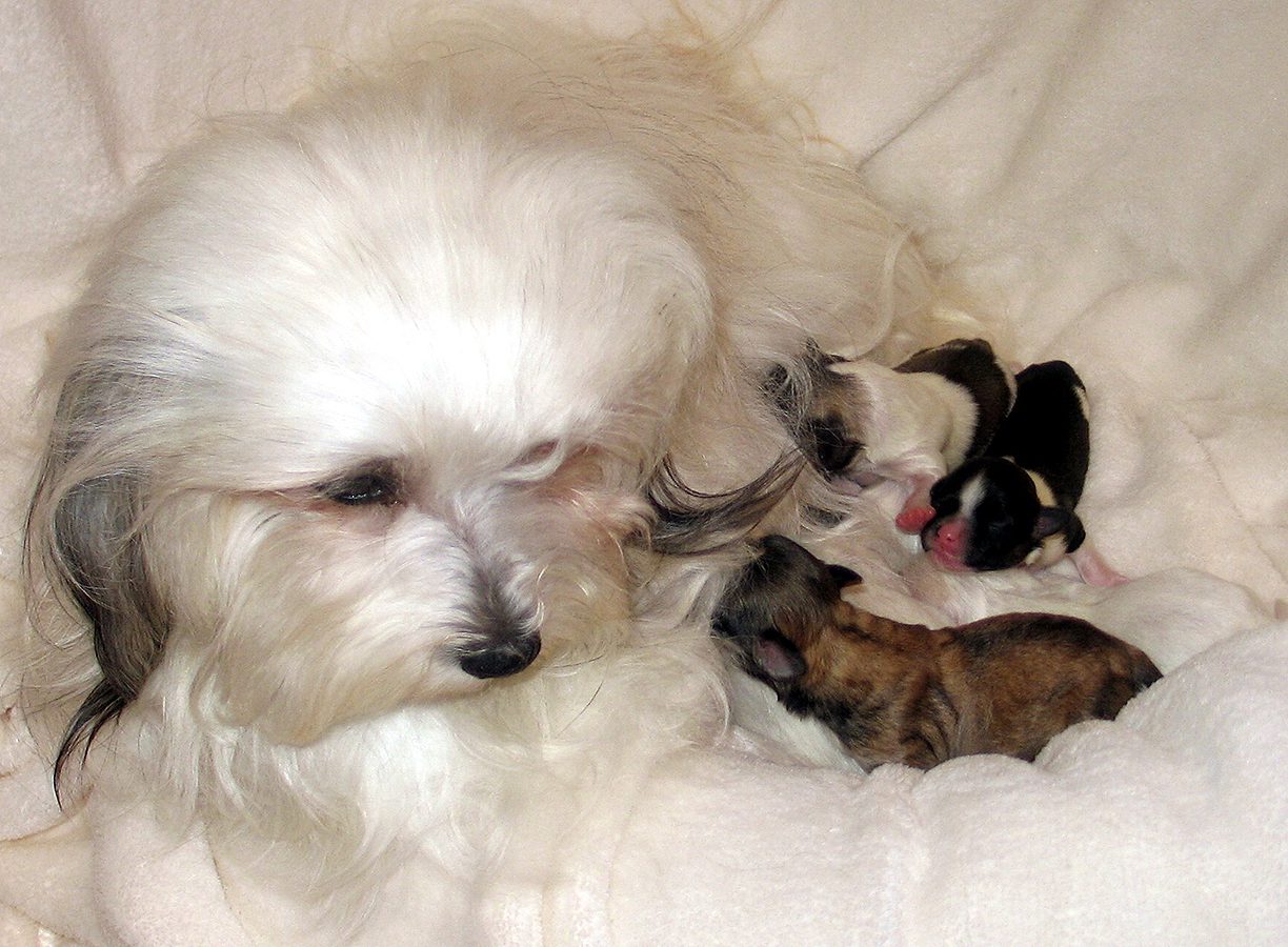 Naturally Reared Havanese puppies in Southern California