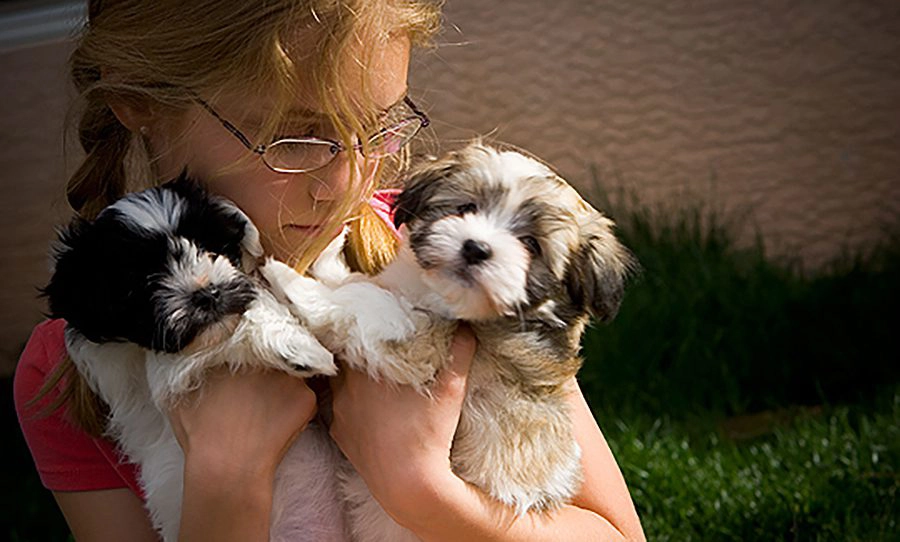 Havanese puppies for sale in Southern California and Arizona